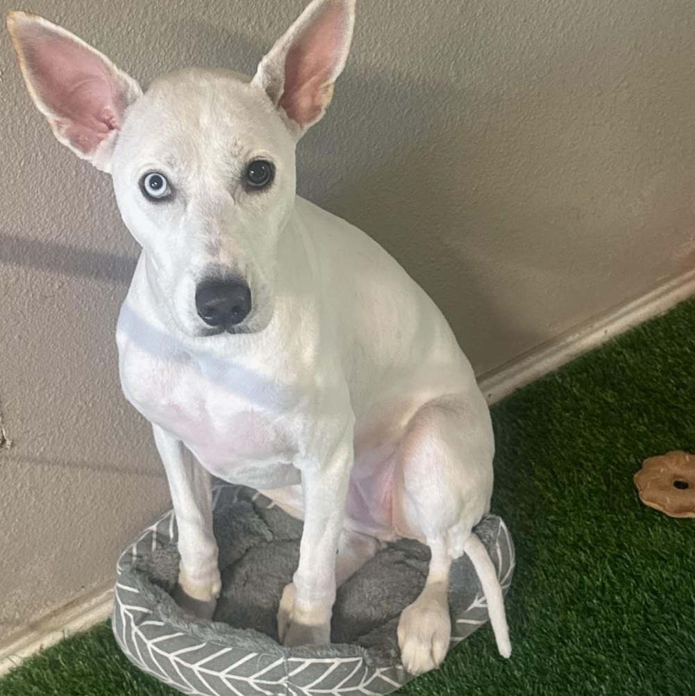 Enlarge Jone, a Adopted mixed breed in Winchester, VA image 5/5