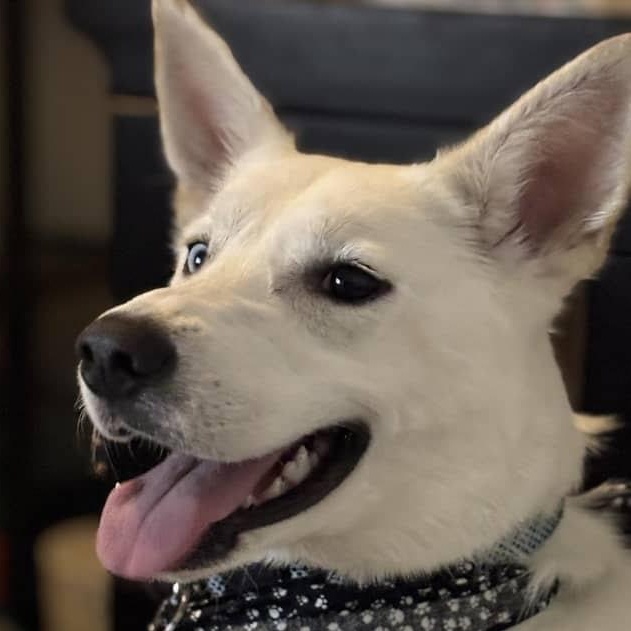 Enlarge Jone, a Adopted mixed breed in Winchester, VA image 1/5