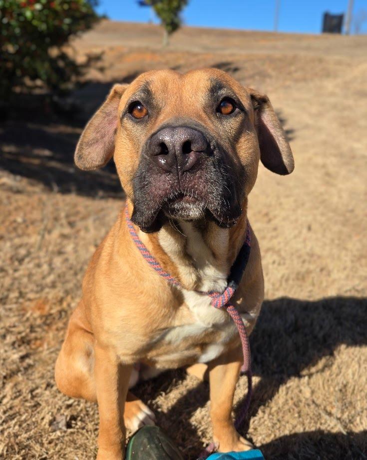 Enlarge Rogue, a Adoptable mixed breed in Douglasville, GA image 1/6