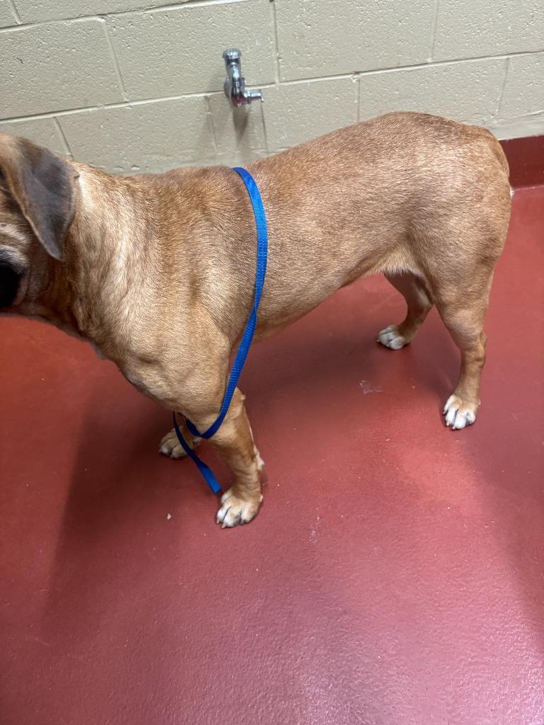 Enlarge Rogue, a Adoptable mixed breed in Douglasville, GA image 2/6