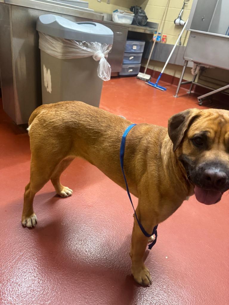 Enlarge Rogue, a Adoptable mixed breed in Douglasville, GA image 3/6