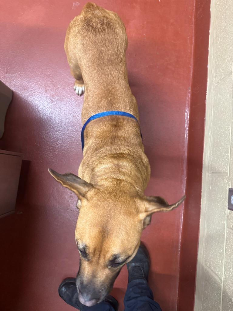 Enlarge Rogue, a Adoptable mixed breed in Douglasville, GA image 4/6