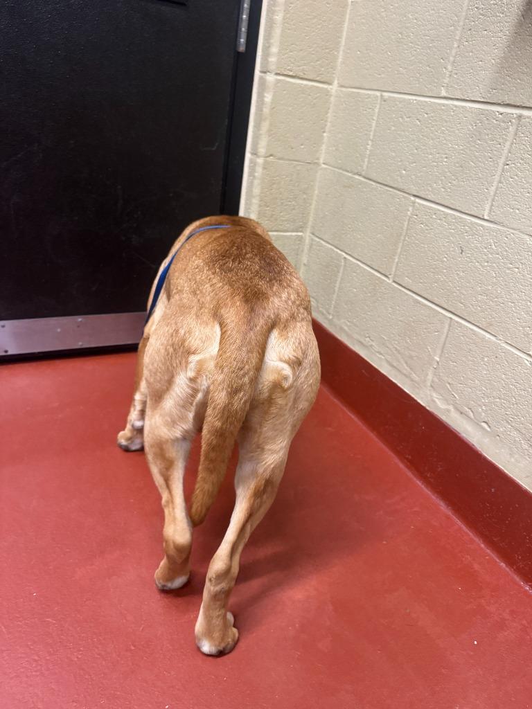 Enlarge Rogue, a Adoptable mixed breed in Douglasville, GA image 5/6