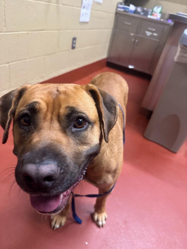 Enlarge Rogue, a Adoptable mixed breed in Douglasville, GA image 6/6