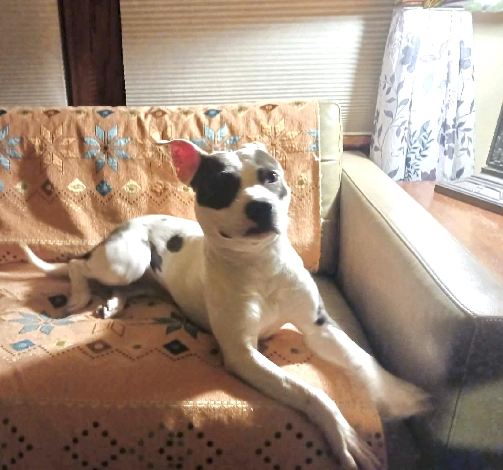 Enlarge Mitzi, a ADOPTABLE mixed breed in Milwaukee, WI image 3/6