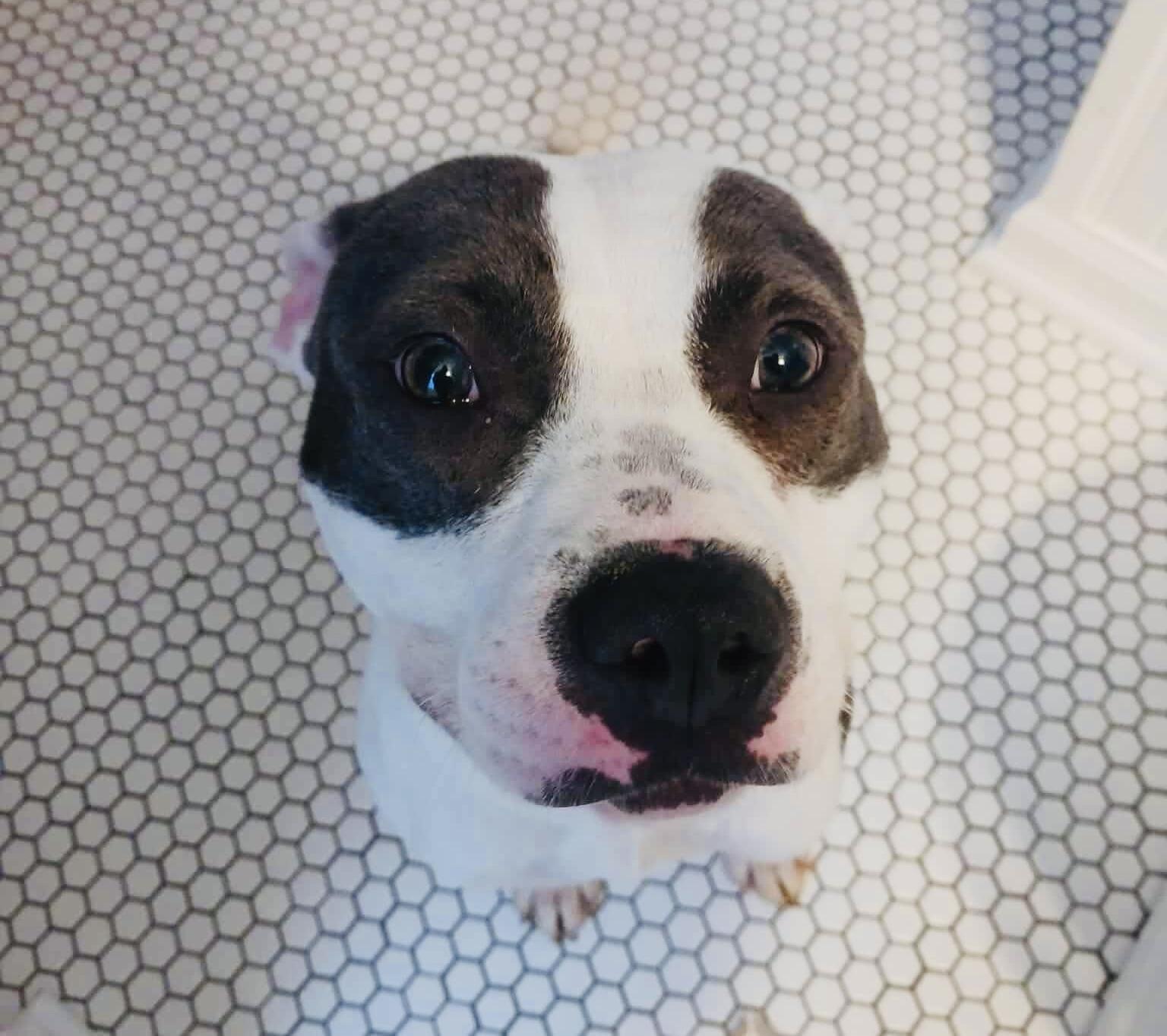 Enlarge Mitzi, a ADOPTABLE mixed breed in Milwaukee, WI image 2/6