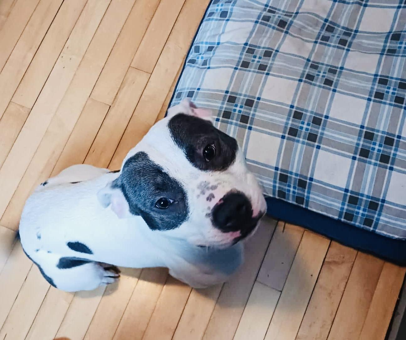 Enlarge Mitzi, a ADOPTABLE mixed breed in Milwaukee, WI image 5/6