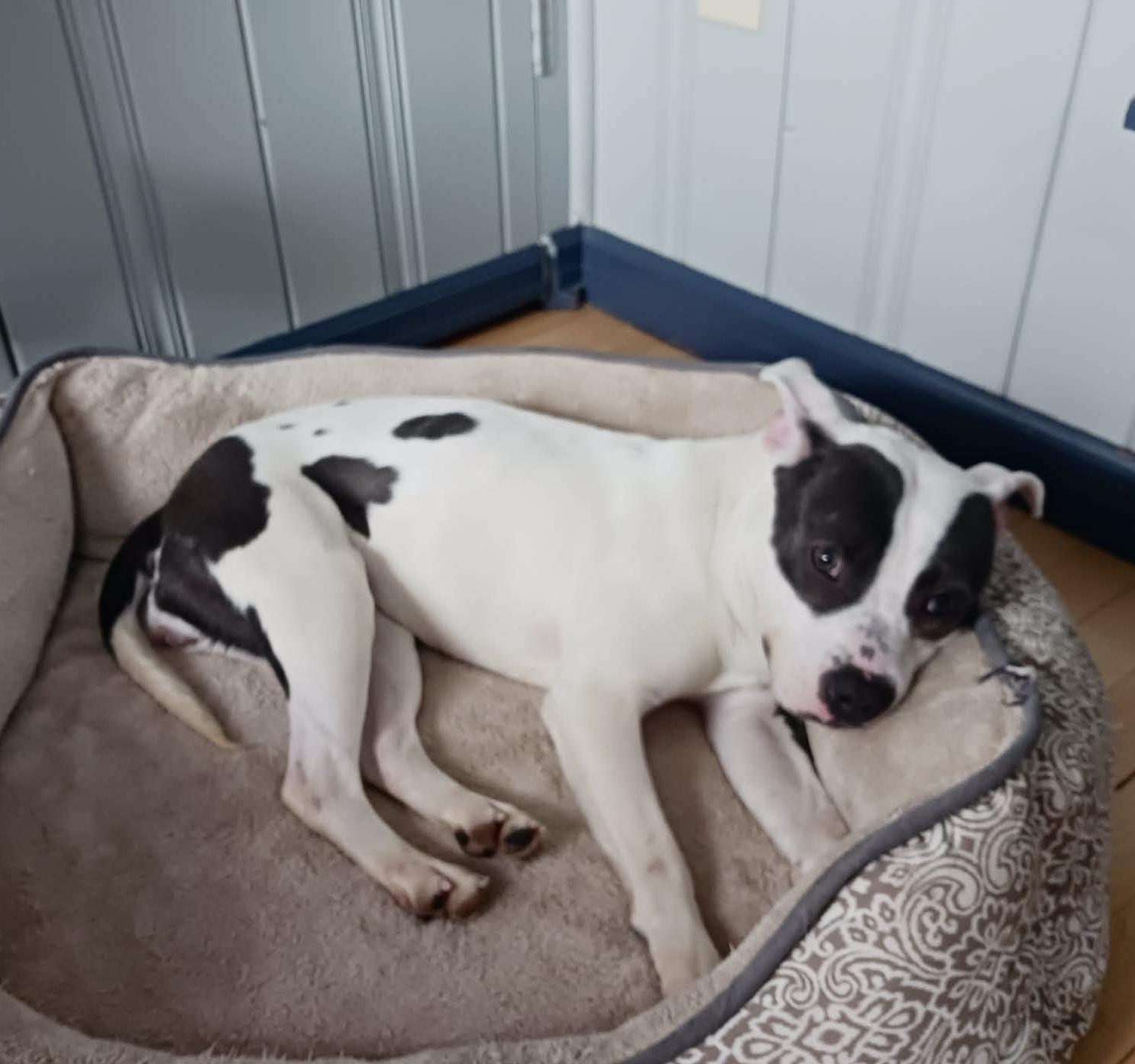 Enlarge Mitzi, a ADOPTABLE mixed breed in Milwaukee, WI image 6/6