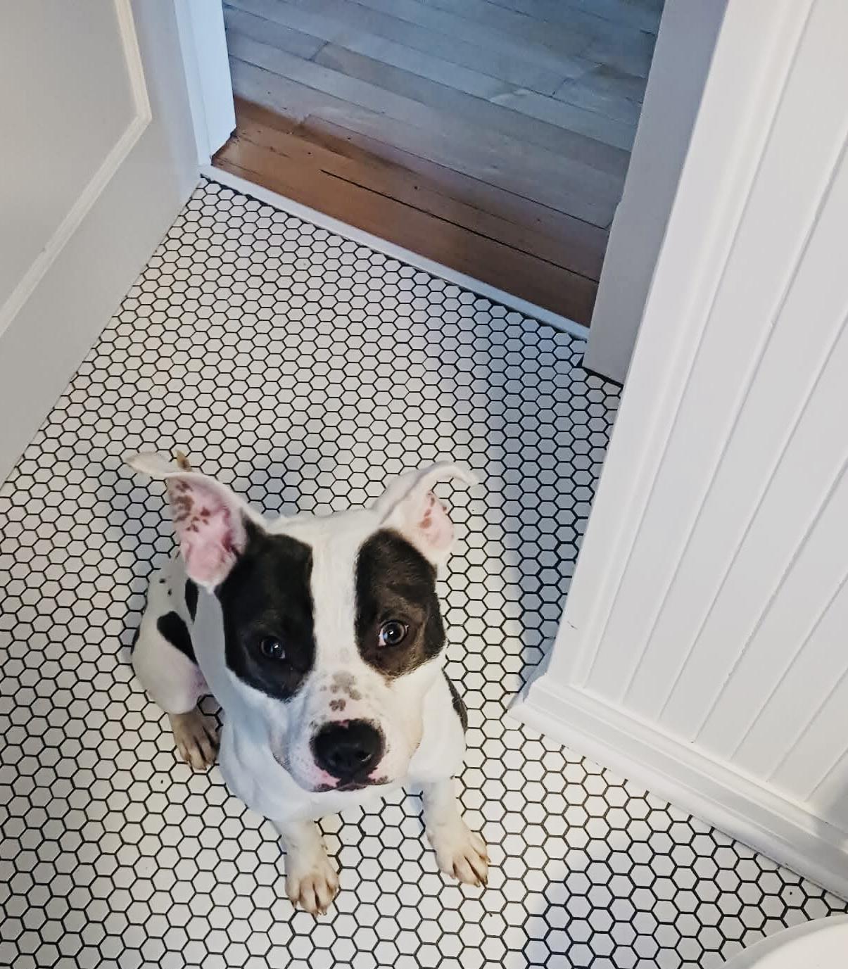 Mitzi, ADOPTABLE, Young Female Terrier.