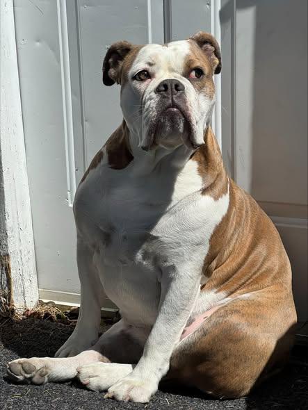 Dory, ADOPTABLE, Young Female English Bulldog.