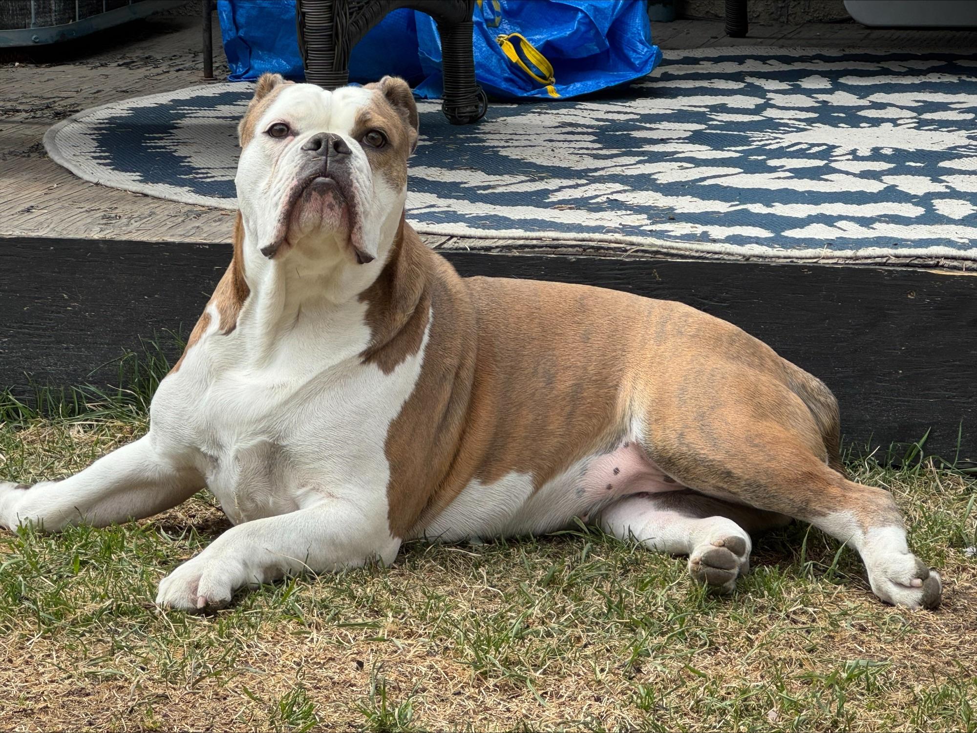 Dory, a ADOPTABLE English Bulldog in Calgary, AB image 3/3