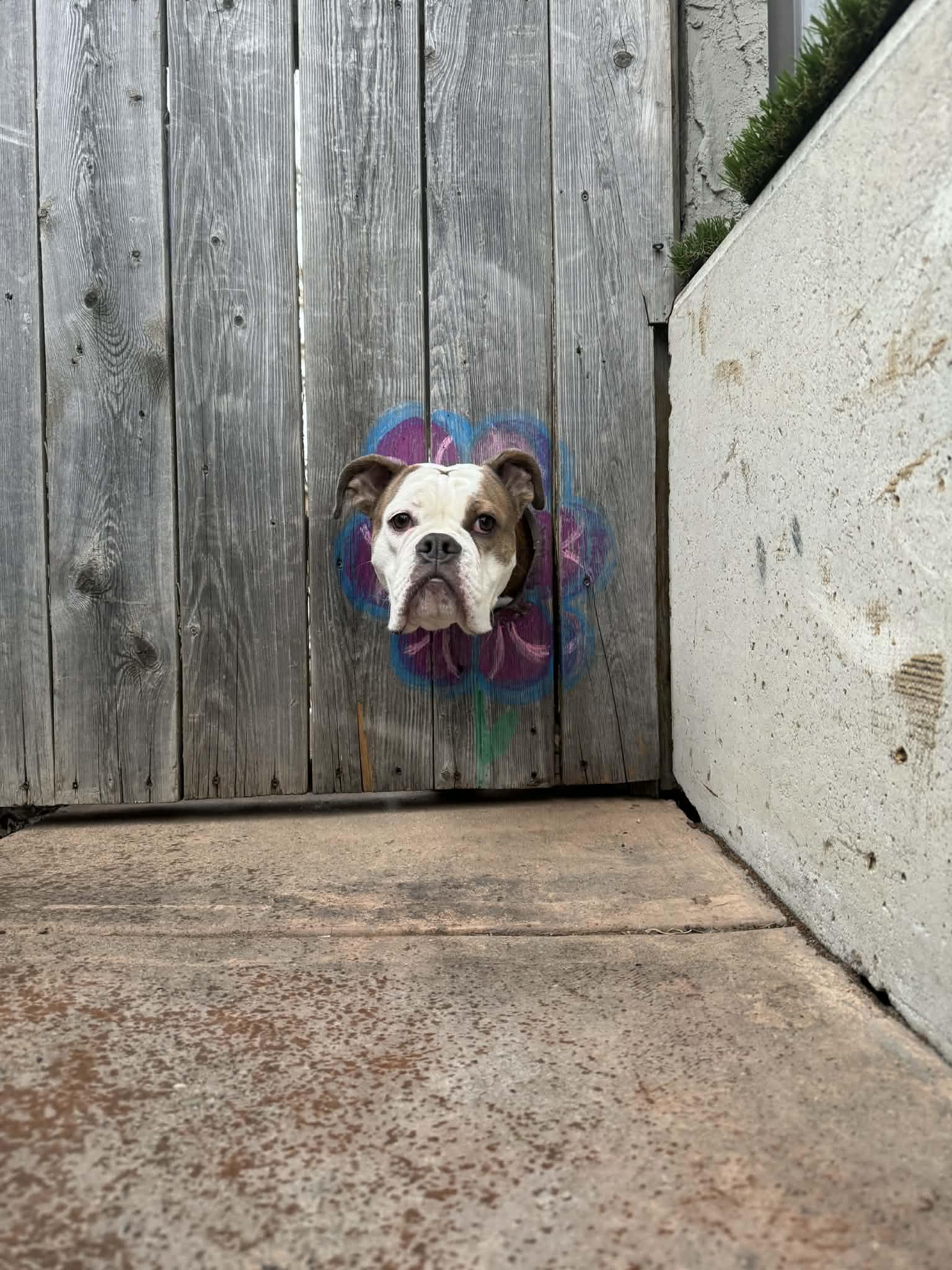 Dory, a ADOPTABLE English Bulldog in Calgary, AB image 2/3