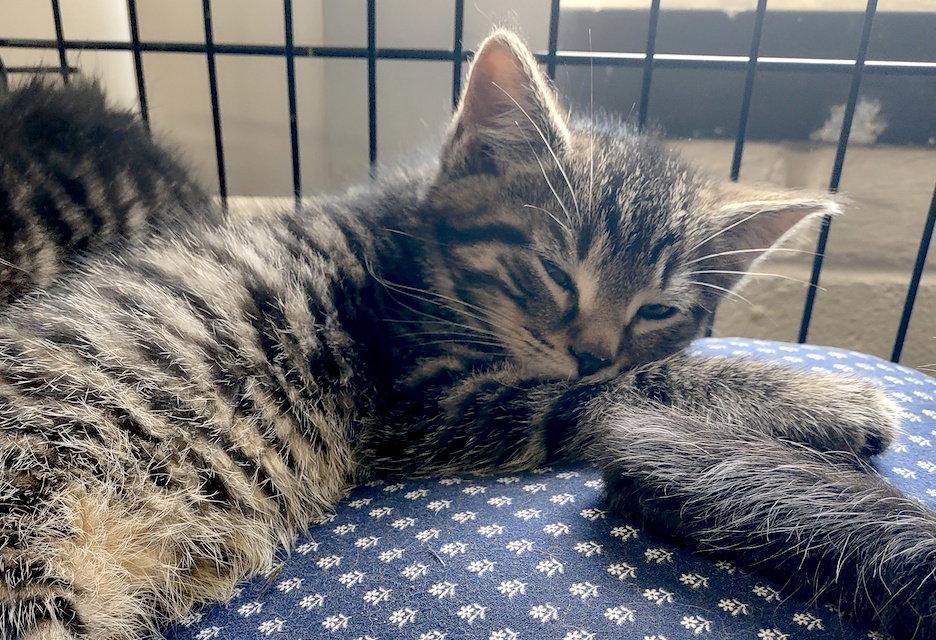 Enlarge Stripe, a Adopted Domestic Short Hair in Albemarle, NC image 1/2