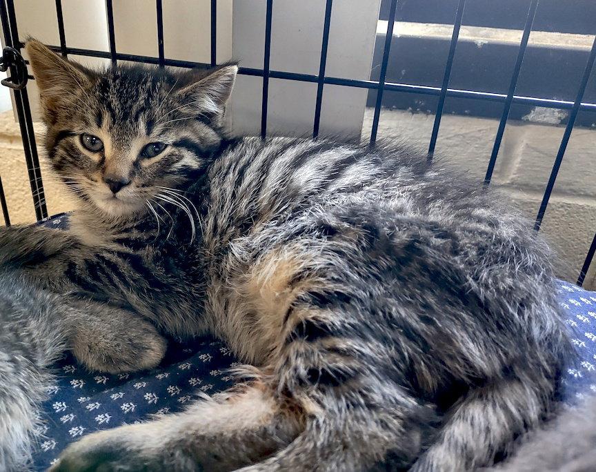 Enlarge Stripe, a Adopted Domestic Short Hair in Albemarle, NC image 2/2