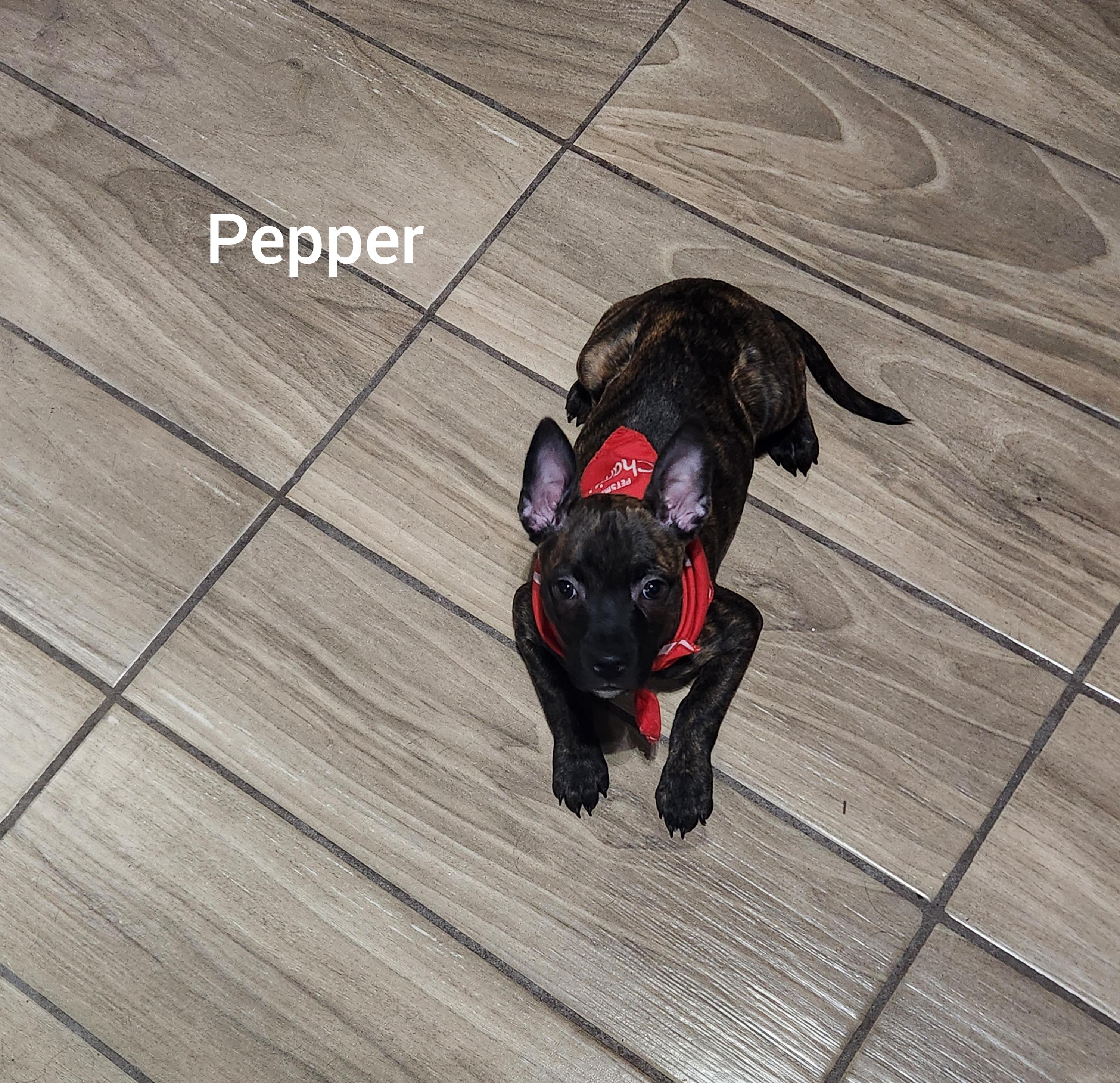 Enlarge Pepper ( Orlando Fl), a Adoptable mixed breed in Orlando, FL image 6/6