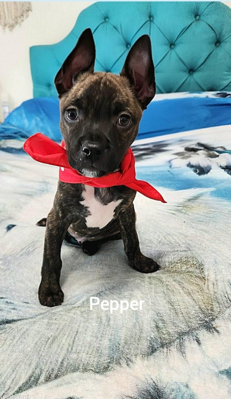 Pepper ( Orlando Fl), Adoptable, Puppy Female Boxer & Boston Terrier.