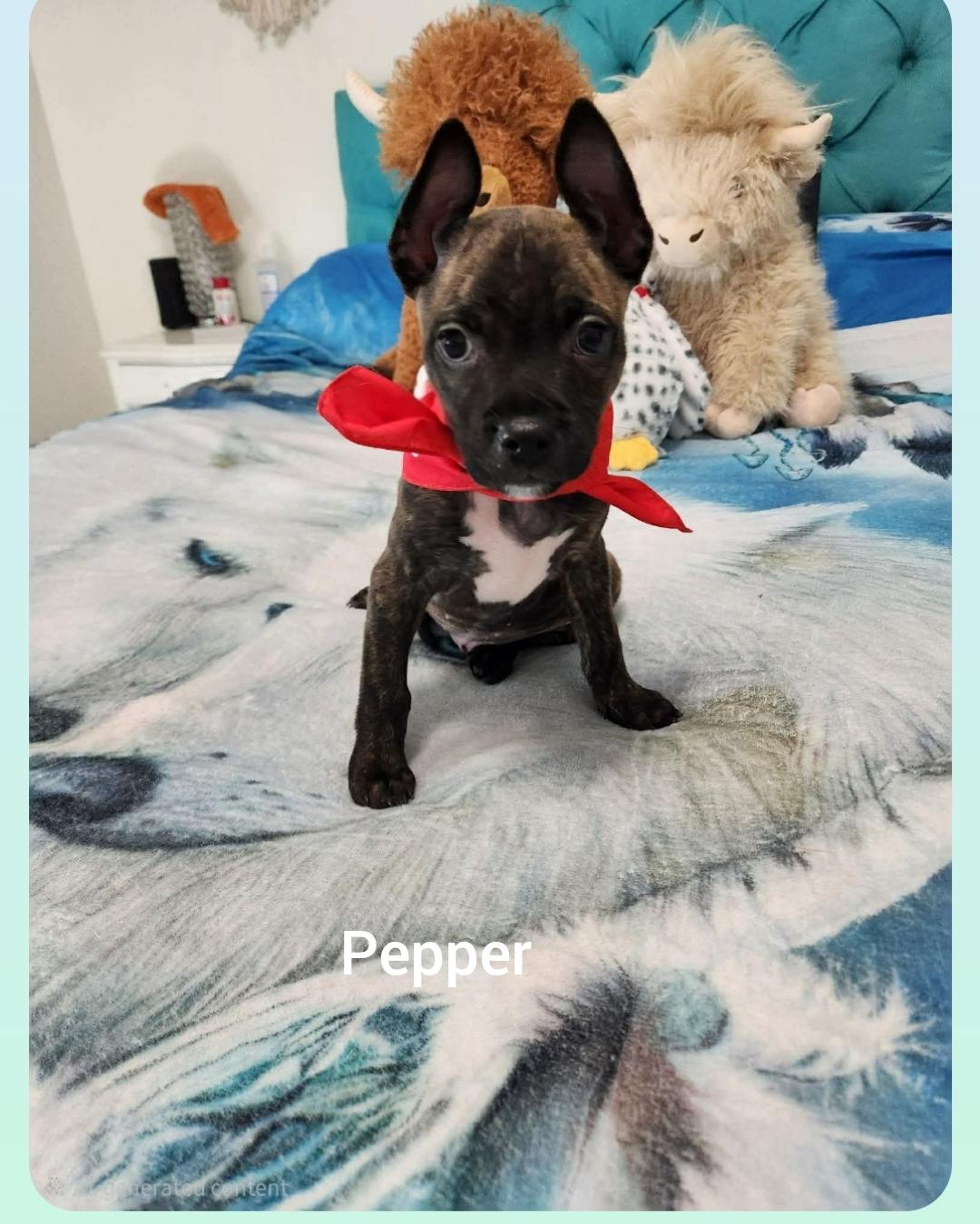 Enlarge Pepper ( Orlando Fl), a Adoptable mixed breed in Orlando, FL image 3/6