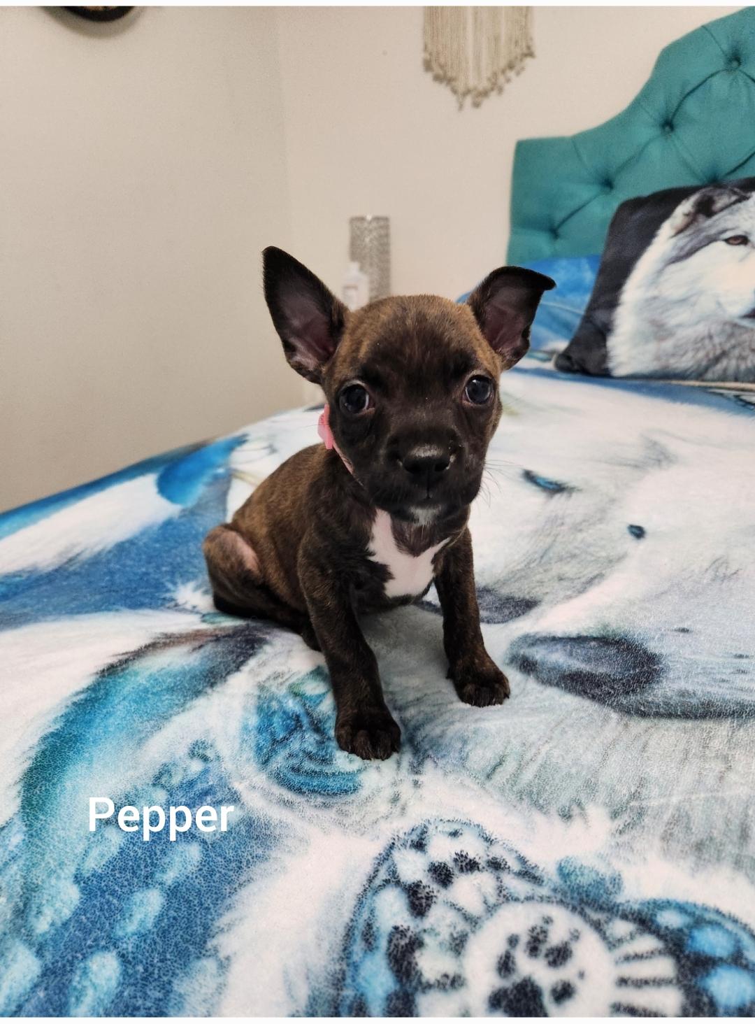 Pepper ( Orlando Fl), Adoptable, Puppy Female Boston Terrier & Boxer.