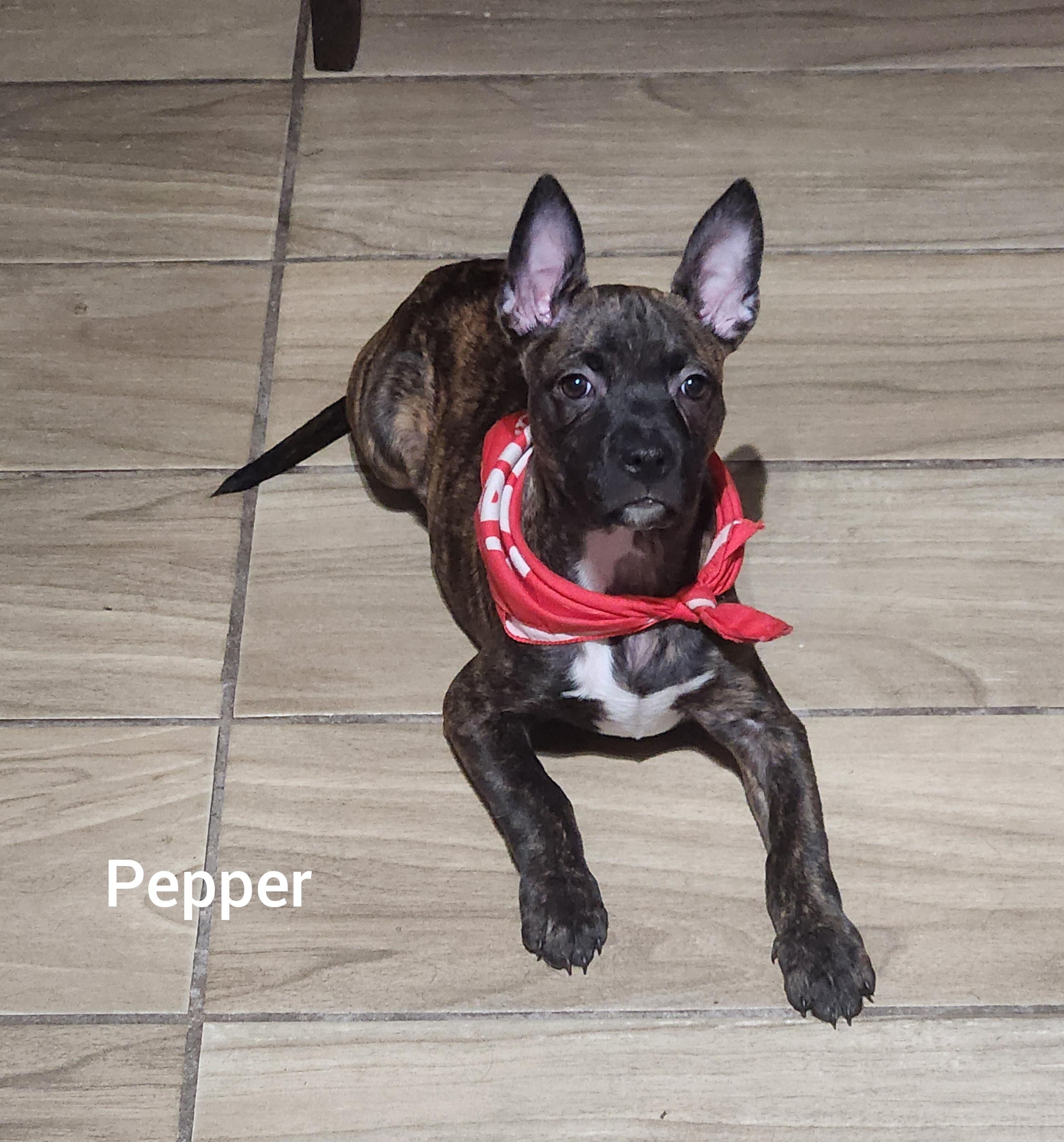 Enlarge Pepper ( Orlando Fl), a Adoptable mixed breed in Orlando, FL image 4/6