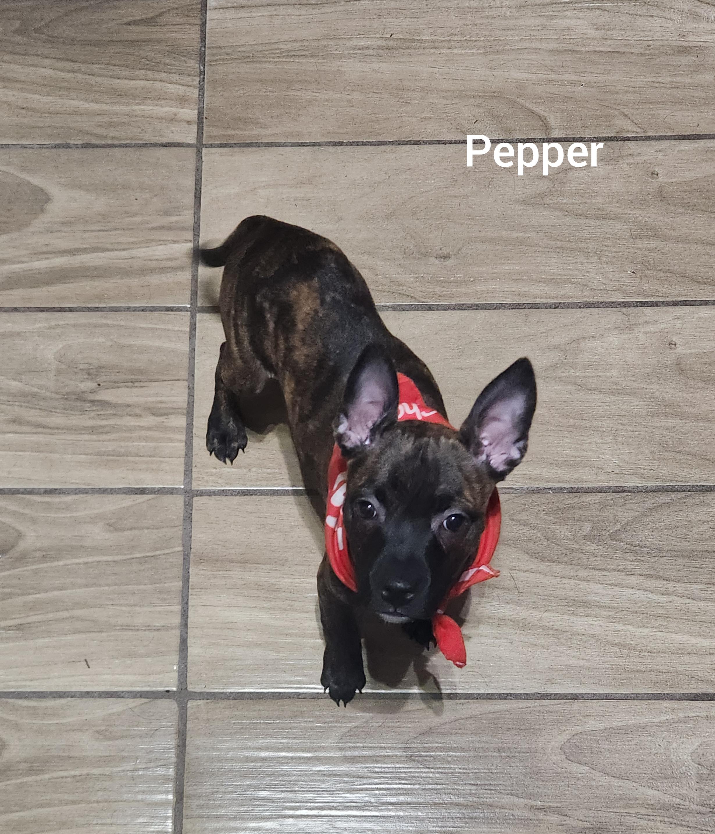 Enlarge Pepper ( Orlando Fl), a Adoptable mixed breed in Orlando, FL image 5/6