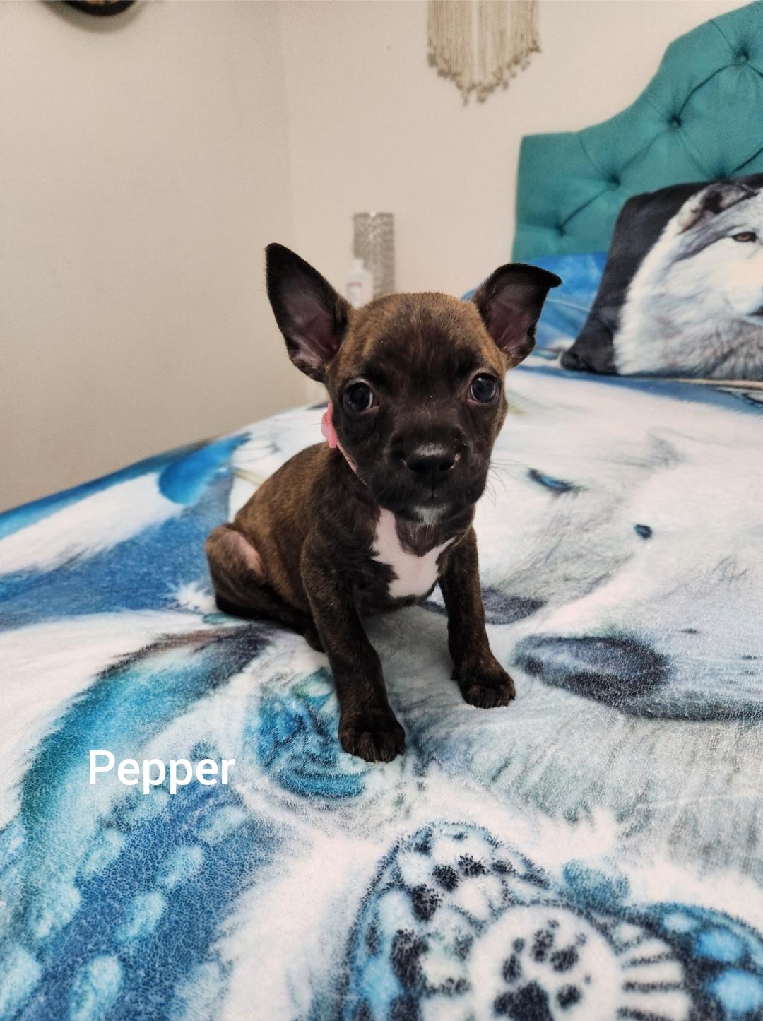 Pepper ( Orlando Fl), a Adoptable mixed breed in Orlando, FL image 3/3