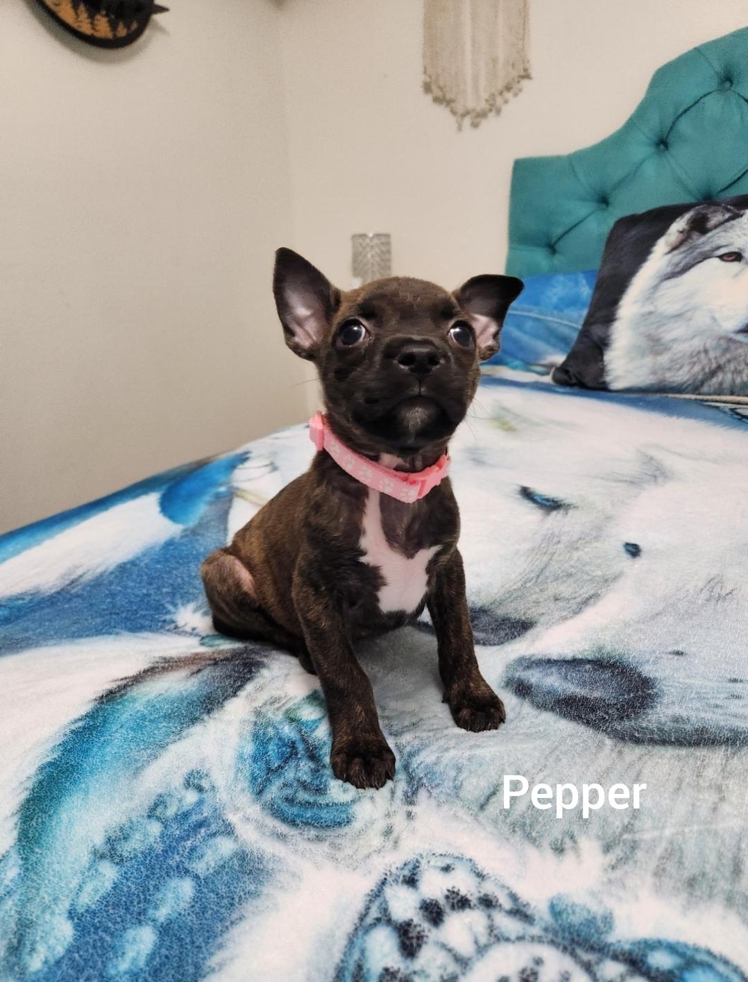 Pepper ( Orlando Fl), a Adoptable mixed breed in Orlando, FL image 2/3