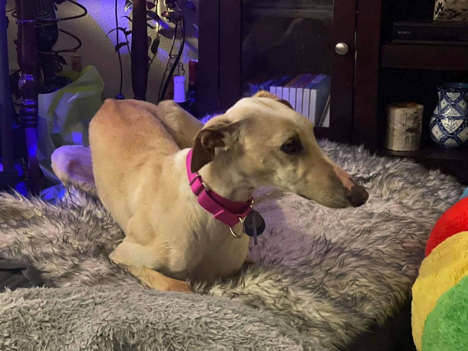 Enlarge Hueso, a Adoptable mixed breed in Hobart, IN image 4/6