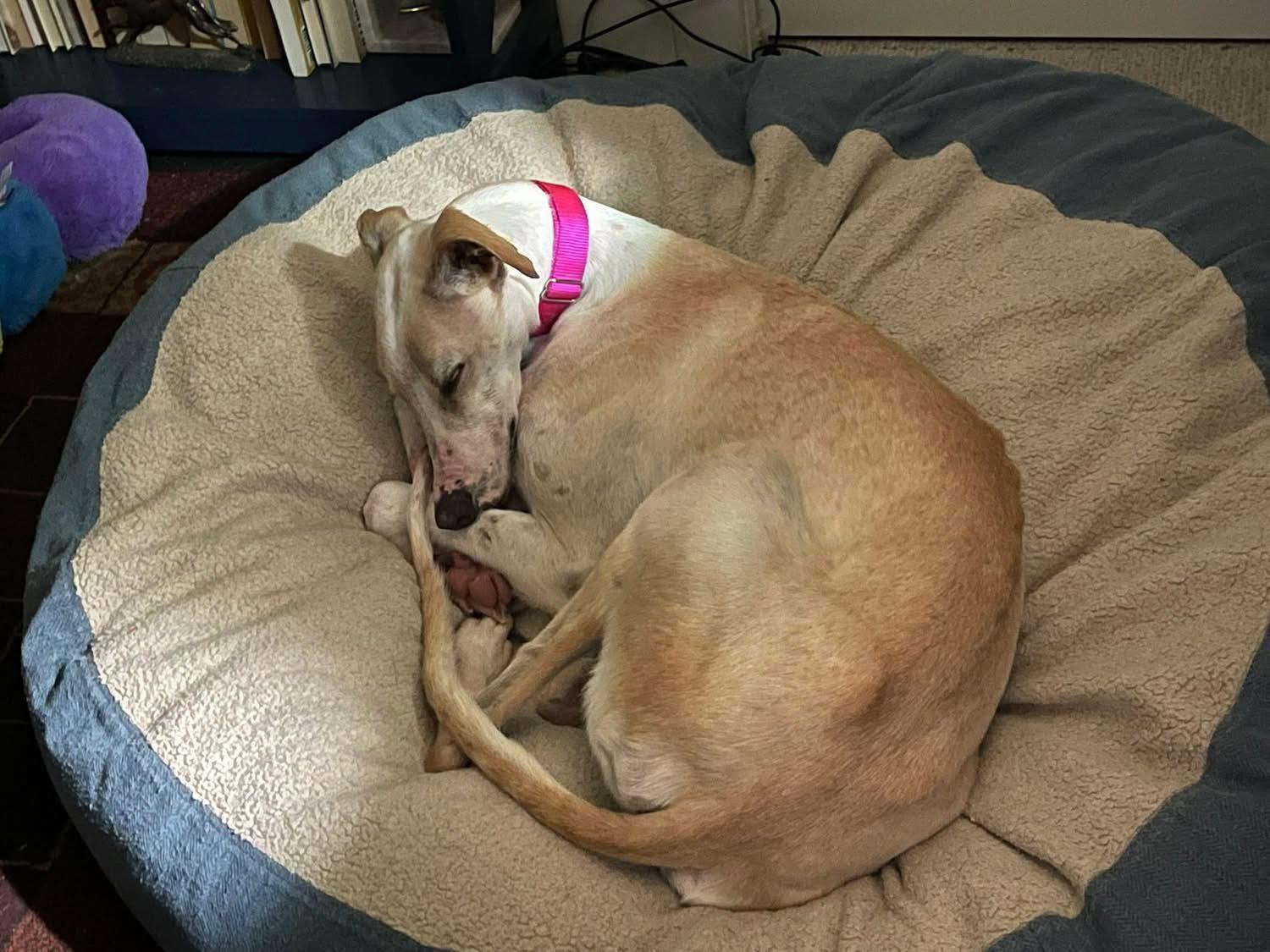 Enlarge Hueso, a Adoptable mixed breed in Hobart, IN image 1/6