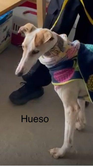Enlarge Hueso, a Adoptable mixed breed in Hobart, IN image 5/6