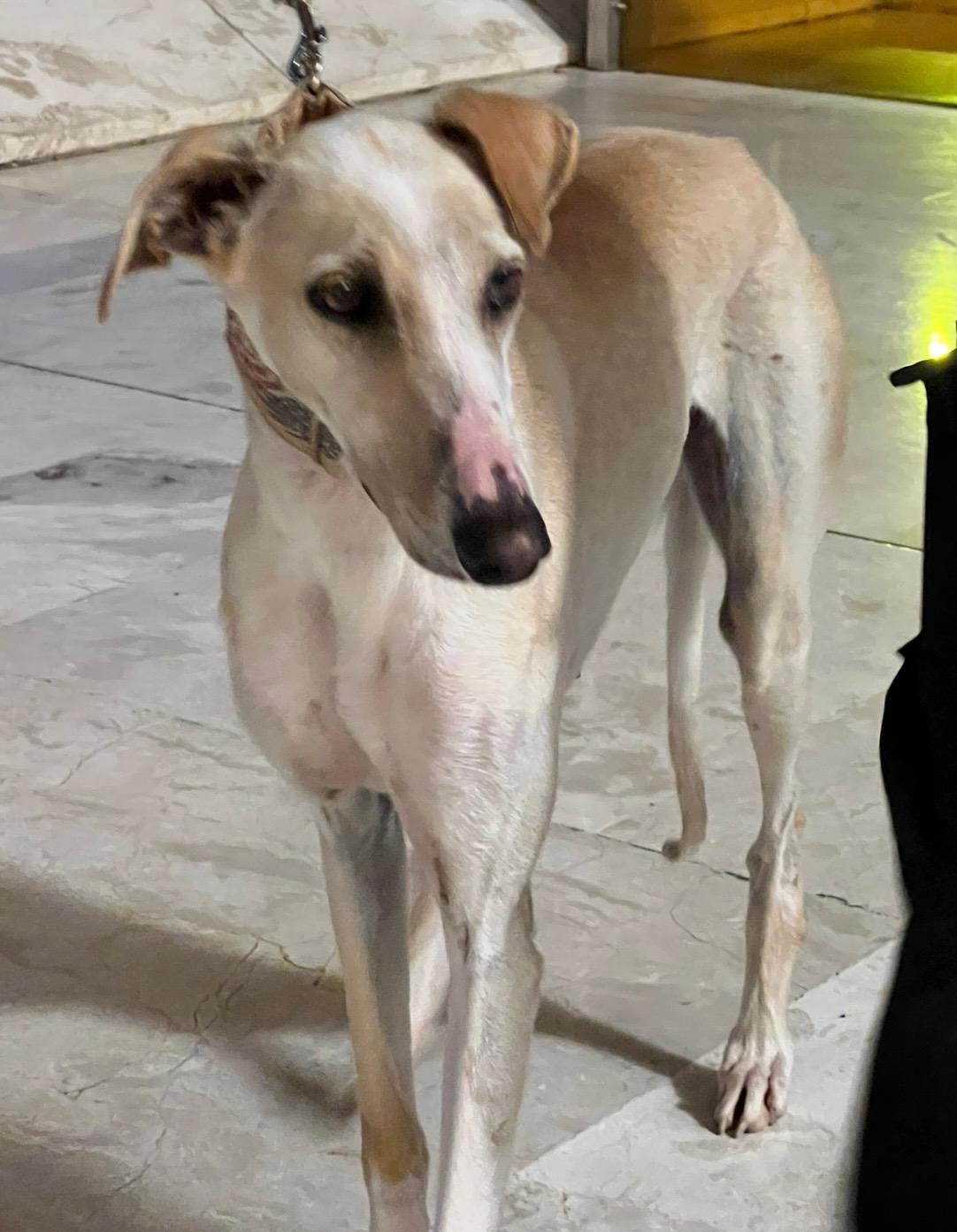 Enlarge Hueso, a Adoptable mixed breed in Hobart, IN image 3/6