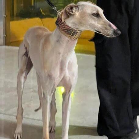 Enlarge Hueso, a Adoptable mixed breed in Hobart, IN image 6/6