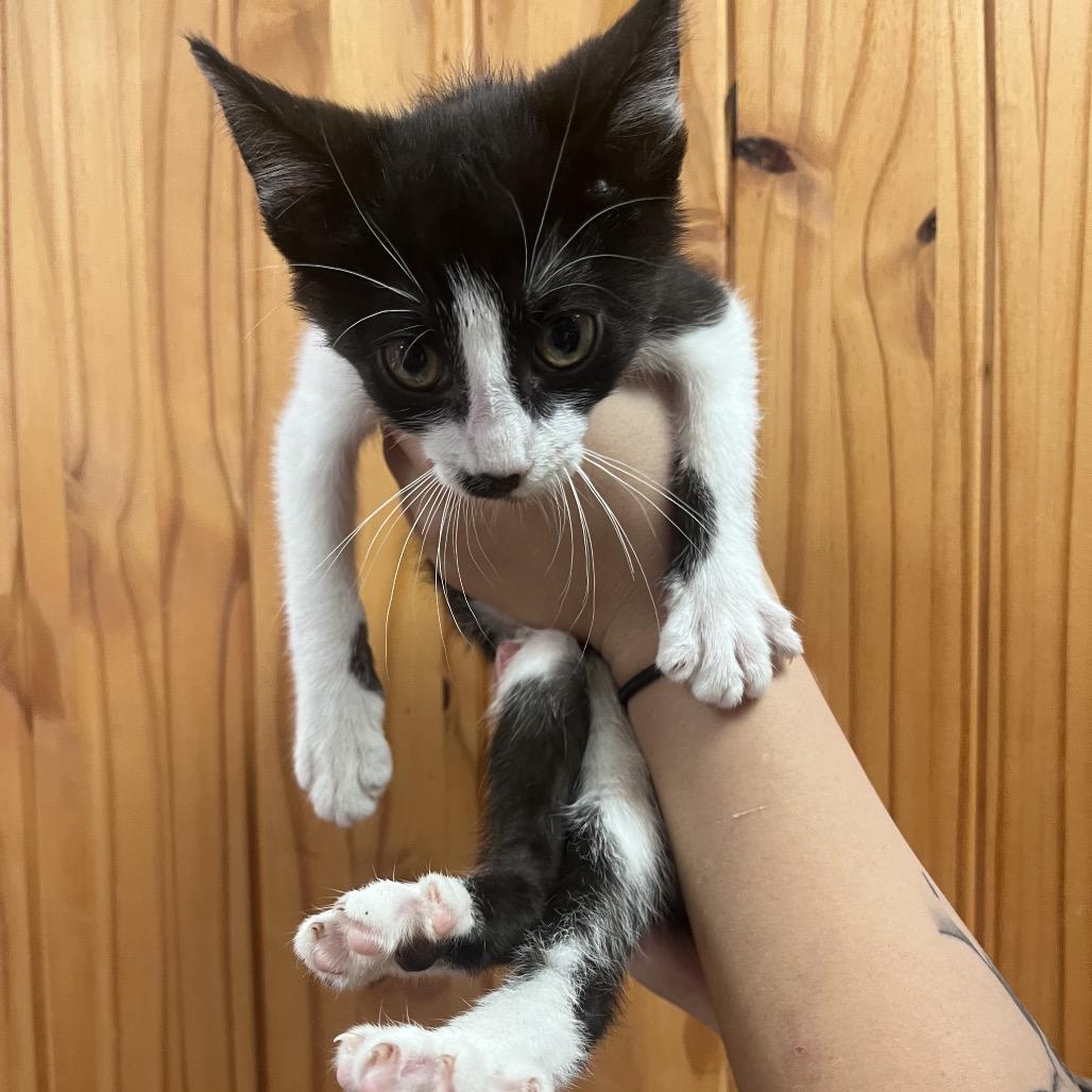 Leia, Adoptable, Kitten Female Domestic Short Hair.