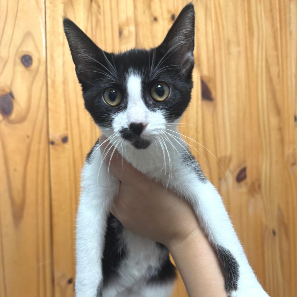 Enlarge Leia, a Adoptable Domestic Short Hair in Waco, TX image 2/2