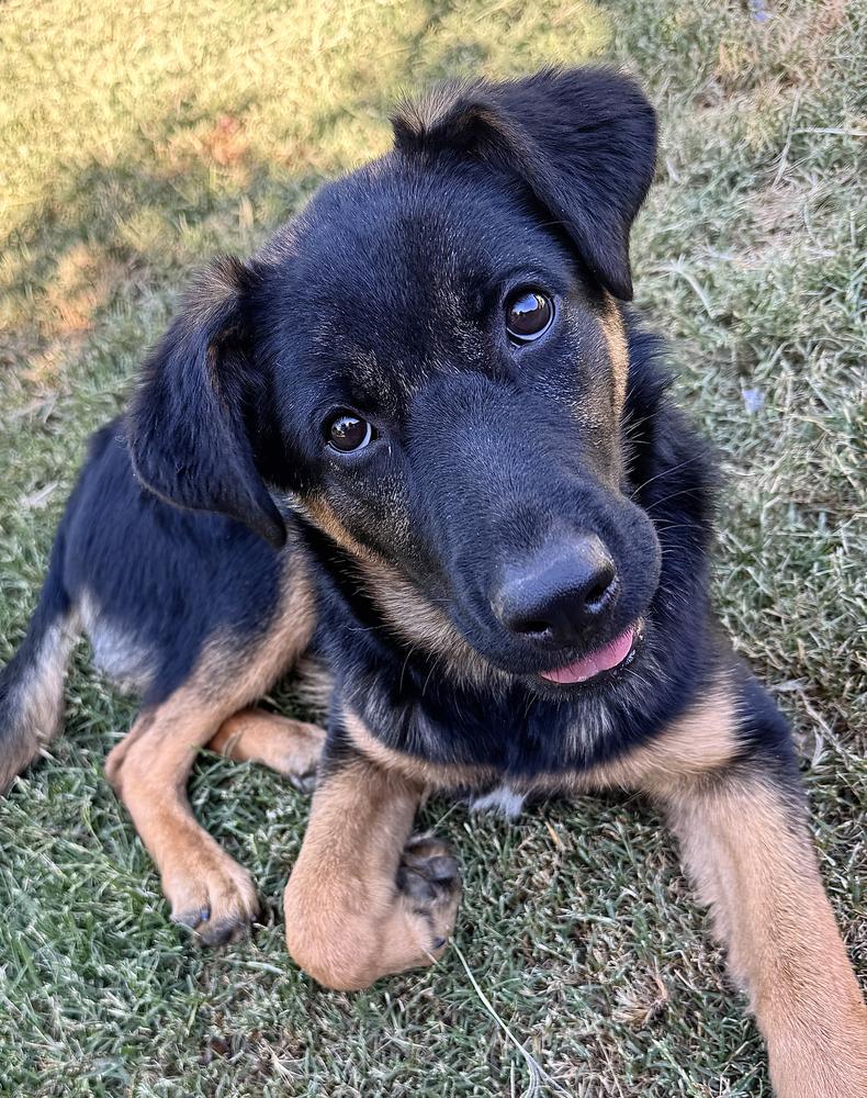 Puppy Tiva, Adoptable, Puppy Female German Shepherd Dog.
