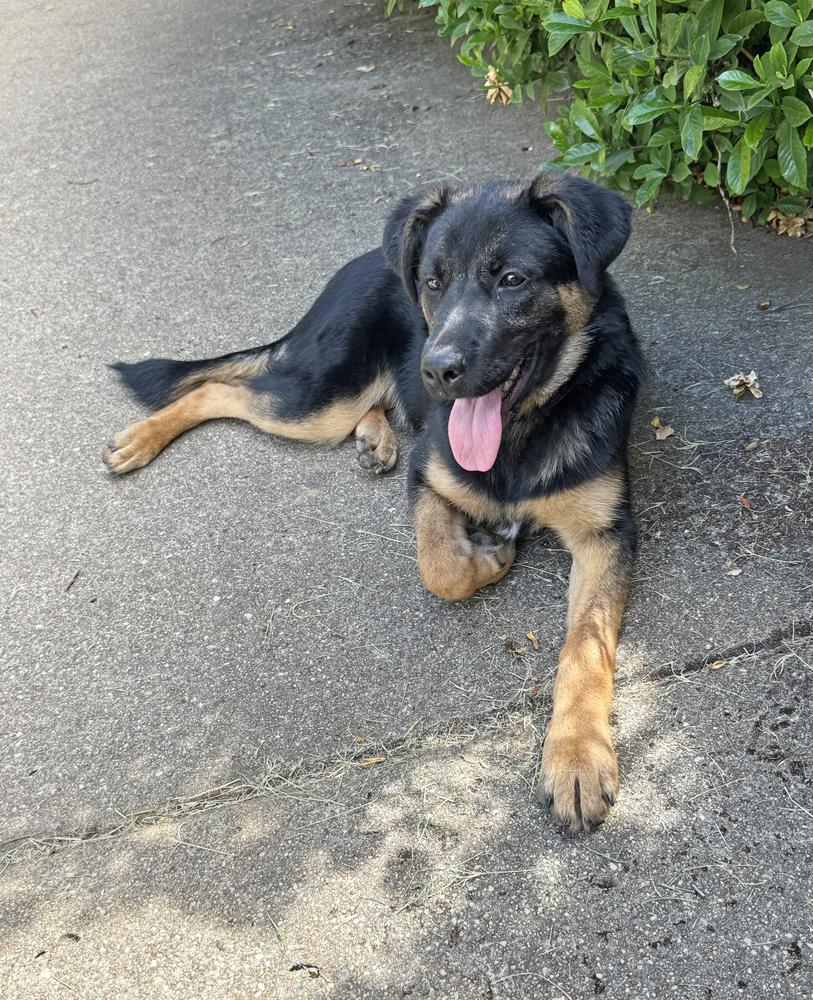 Enlarge Puppy Tiva, a Adoptable mixed breed in Fulton, CA image 2/6