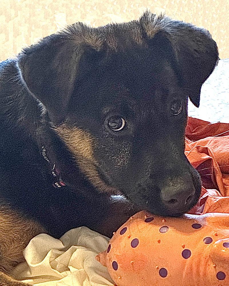 Enlarge Puppy Tiva, a Adoptable mixed breed in Fulton, CA image 2/4