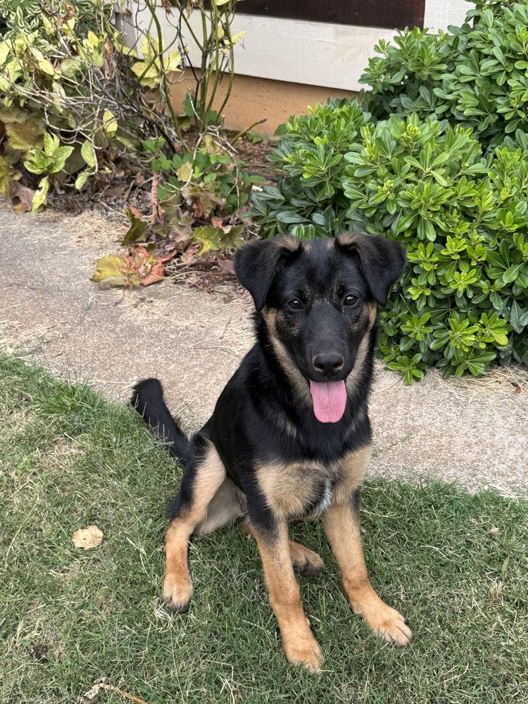 Enlarge Puppy Tiva, a Adoptable mixed breed in Fulton, CA image 3/6