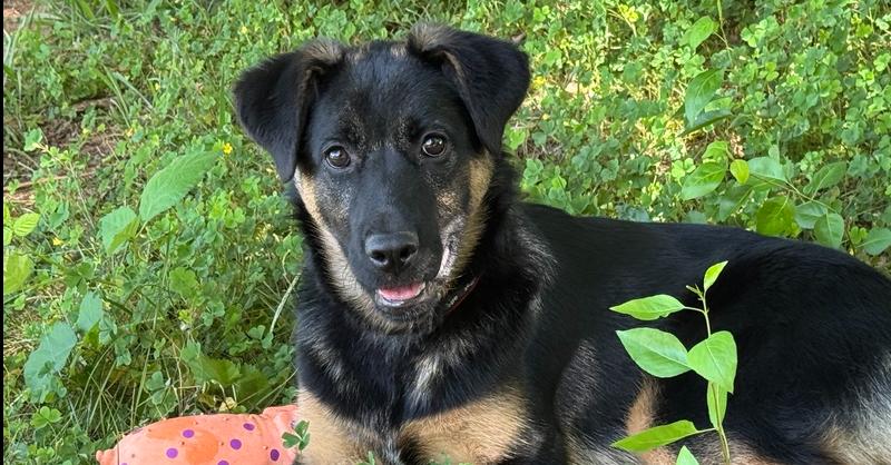 Enlarge Puppy Tiva, a Adoptable mixed breed in Fulton, CA image 4/6