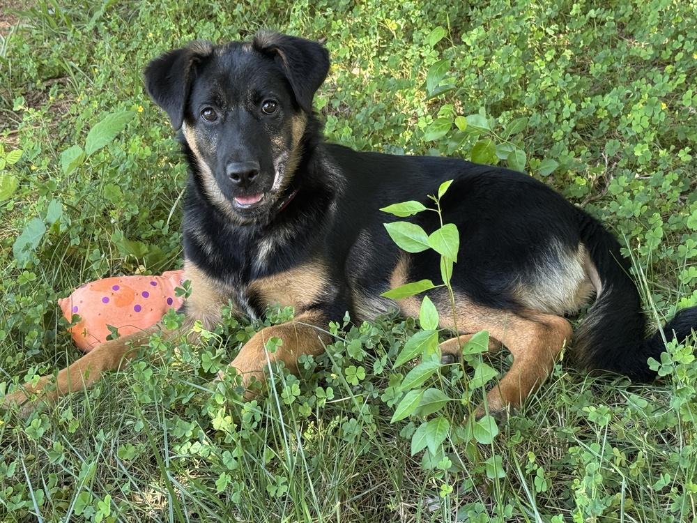 Enlarge Puppy Tiva, a Adoptable mixed breed in Fulton, CA image 3/4