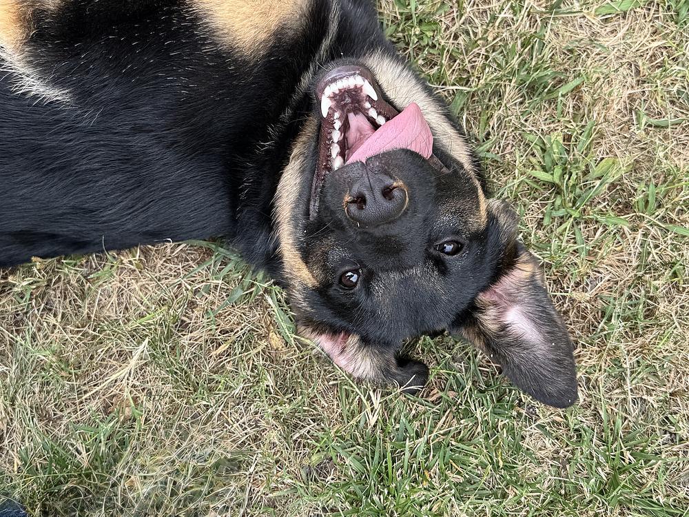 Enlarge Puppy Tiva, a Adoptable mixed breed in Fulton, CA image 5/6