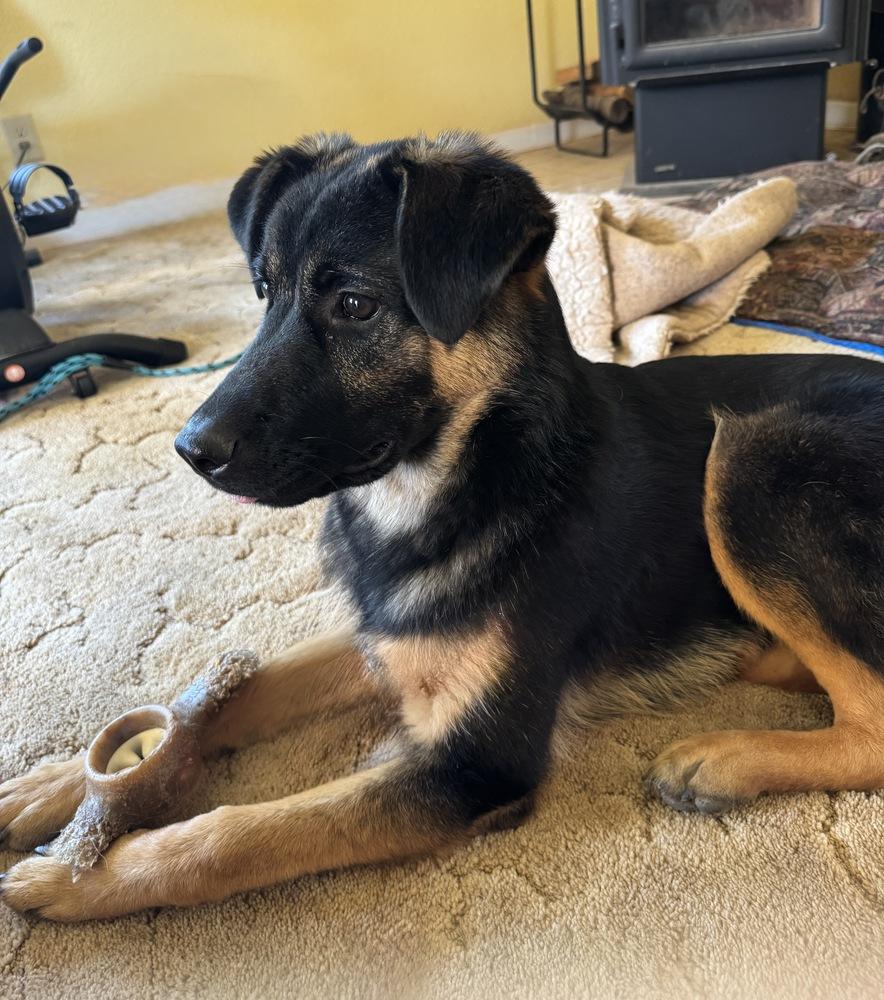 Enlarge Puppy Tiva, a Adoptable mixed breed in Fulton, CA image 6/6