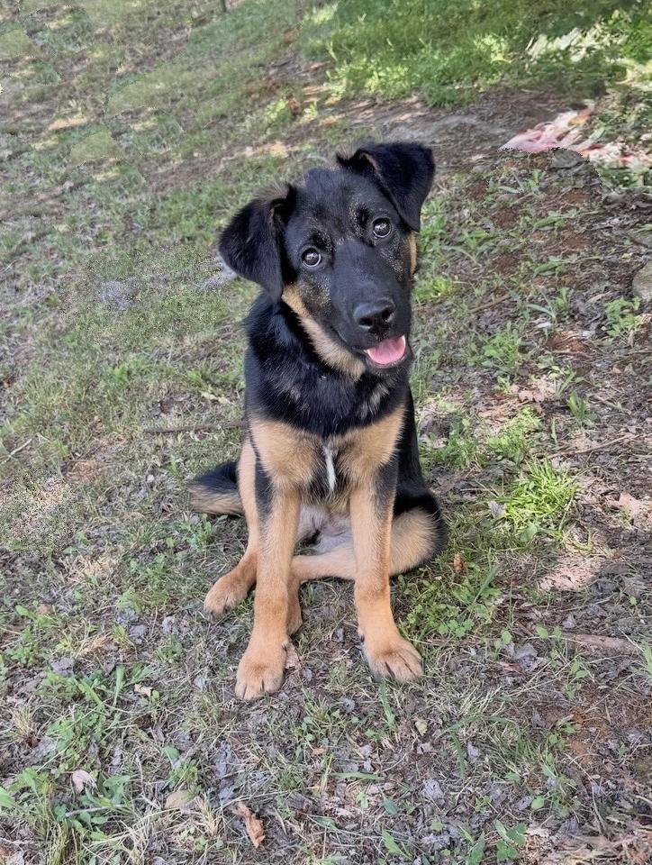 Enlarge Puppy Tiva, a Adoptable mixed breed in Fulton, CA image 4/4