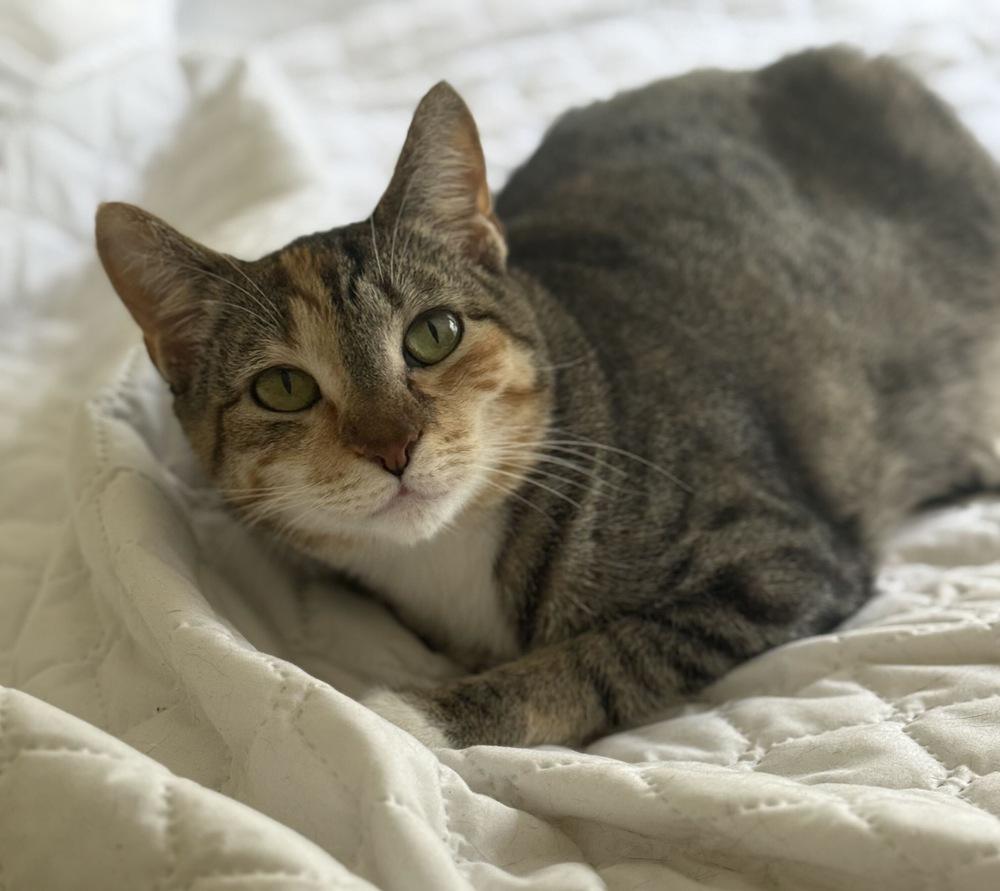 Enlarge Cappuccino, a Adoptable mixed breed in Greensboro, NC image 2/5