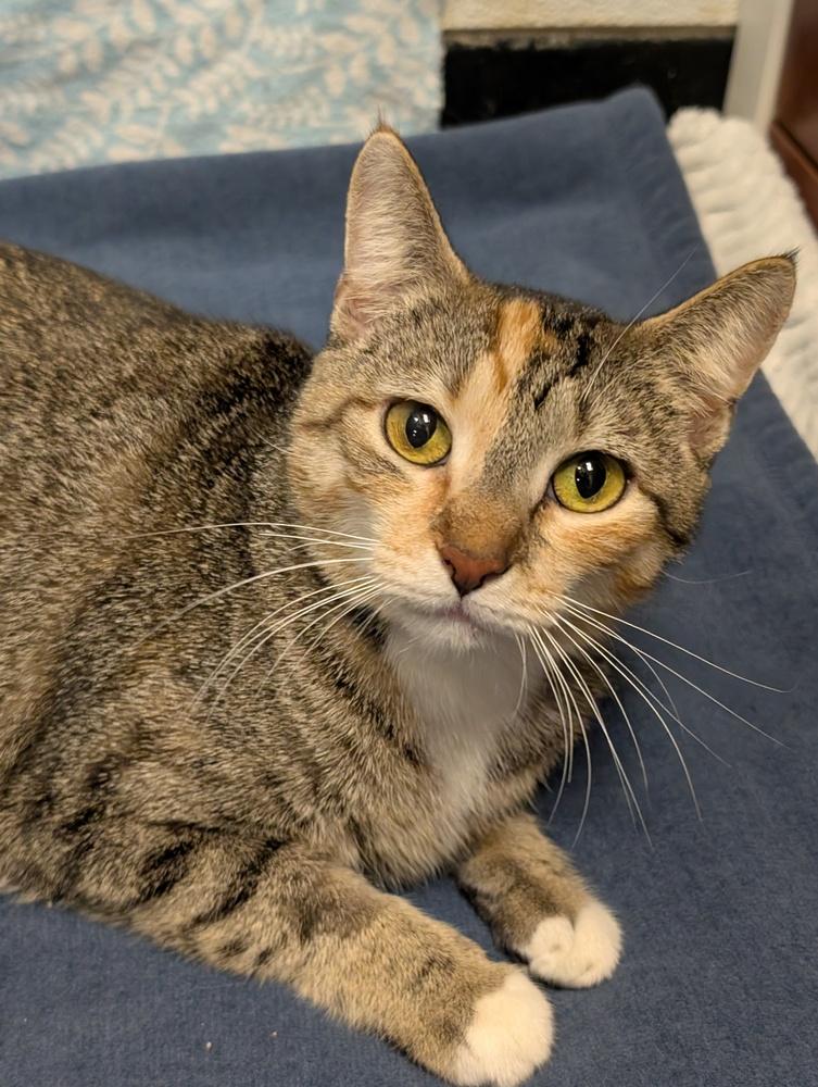 Enlarge Cappuccino, a Adoptable mixed breed in Greensboro, NC image 3/5