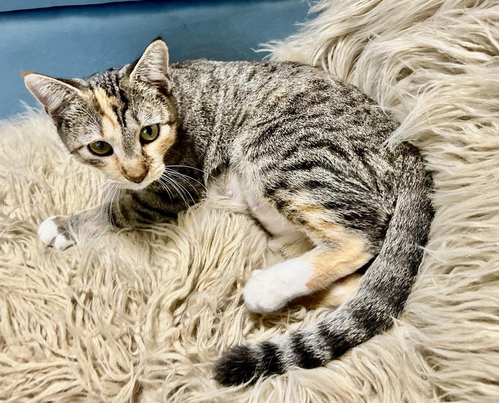 Enlarge Cappuccino, a Adoptable mixed breed in Greensboro, NC image 4/5