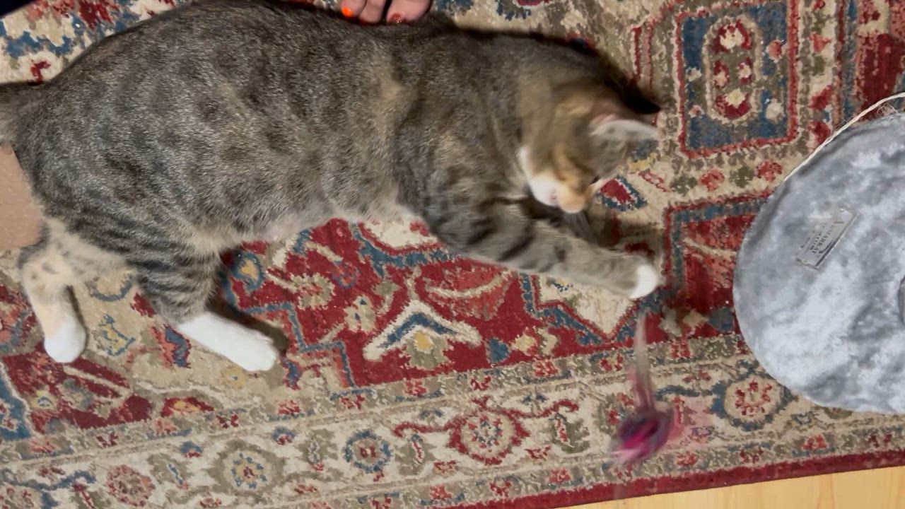 Enlarge Cappuccino, a Adoptable mixed breed in Greensboro, NC video 5/5