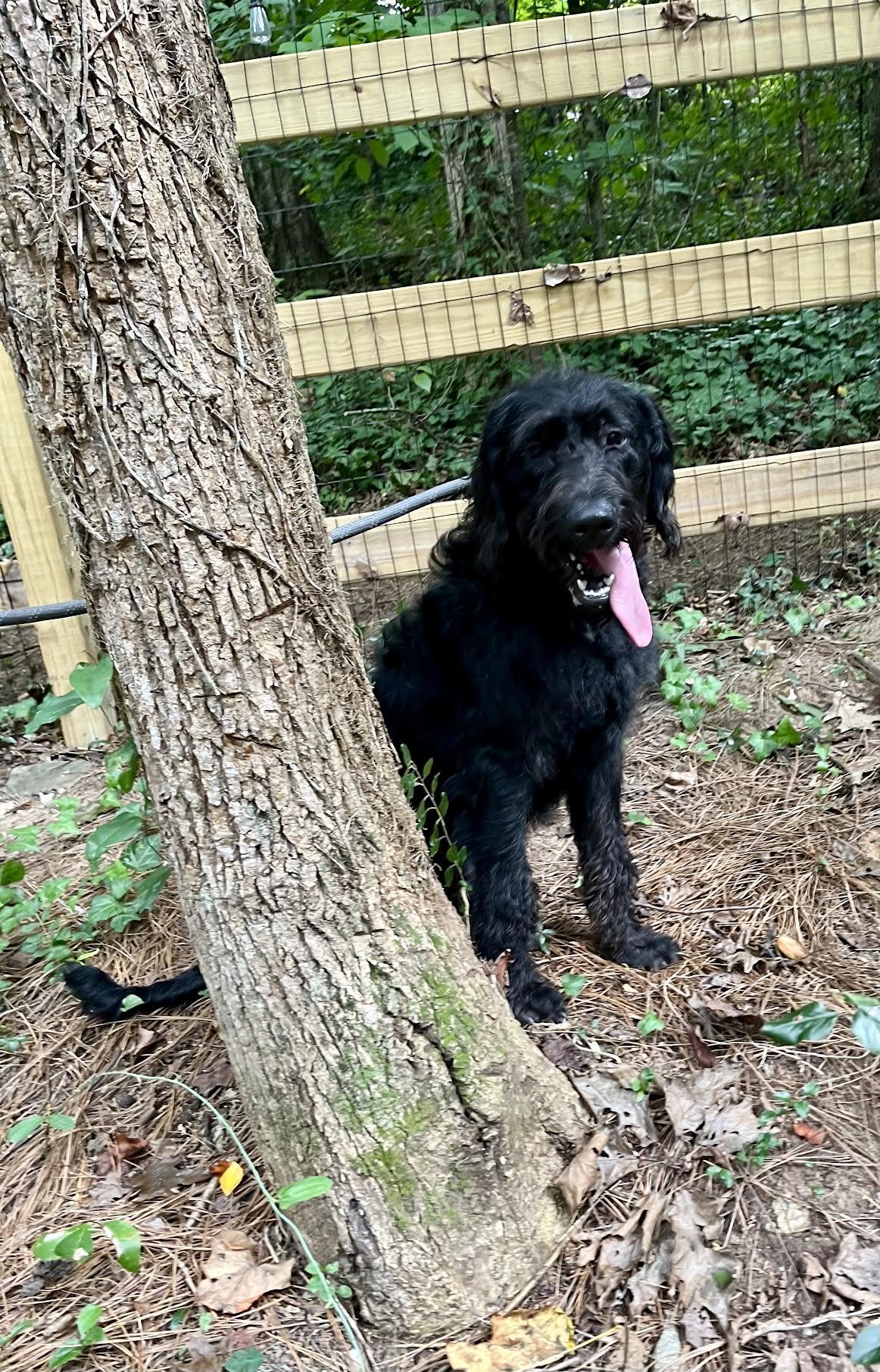 Enlarge Charliedoodle, a Adopted mixed breed in Cumming, GA image 3/6