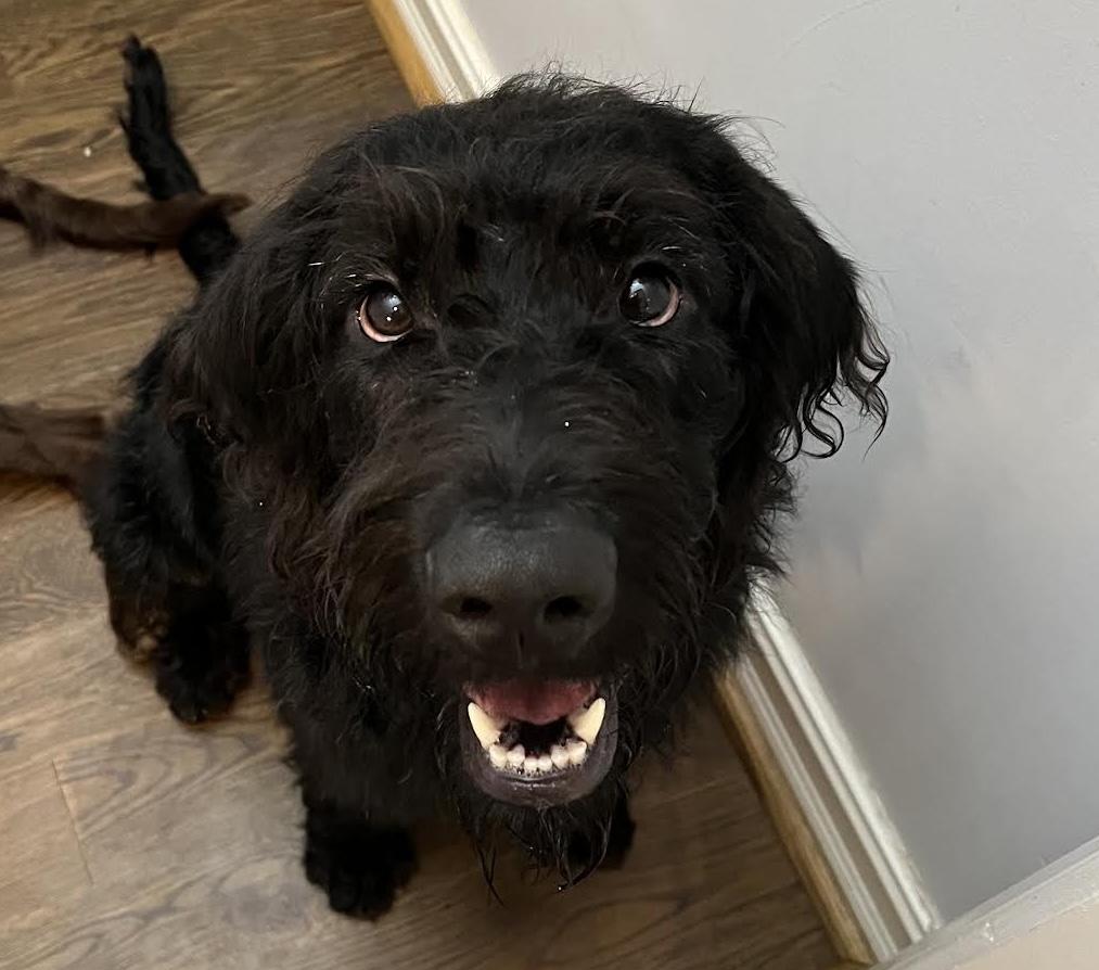 Charliedoodle, Adopted, Puppy Male Labradoodle.