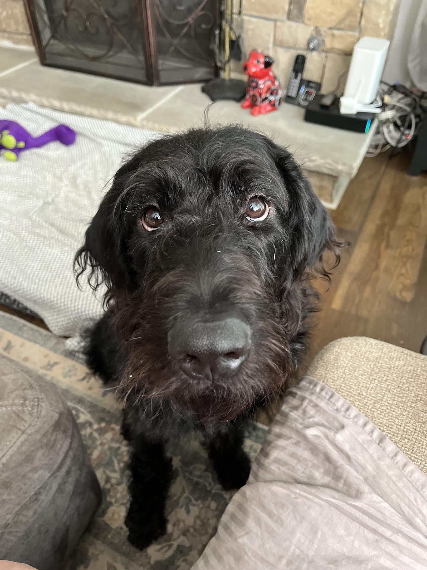 Enlarge Charliedoodle, a Adopted mixed breed in Cumming, GA image 6/6