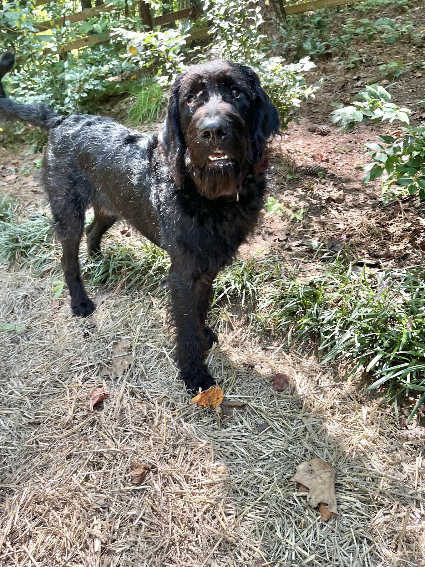 Enlarge Charliedoodle, a Adopted mixed breed in Cumming, GA image 4/6